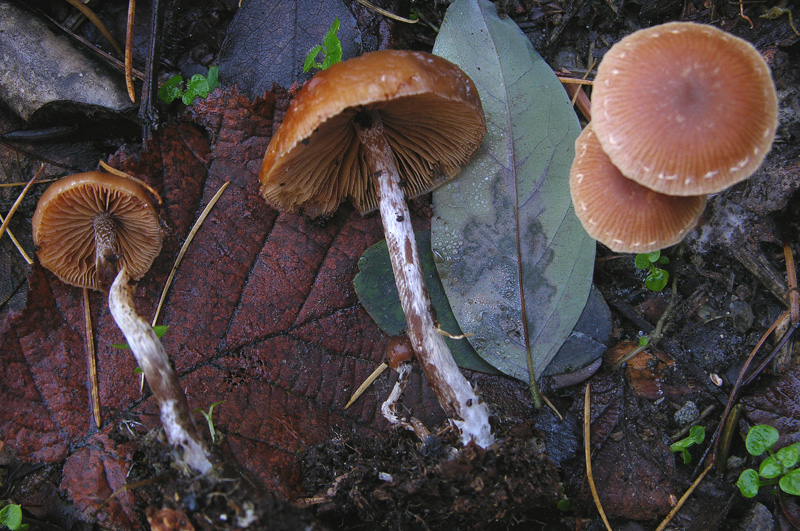 Galerina da determinare n�21.